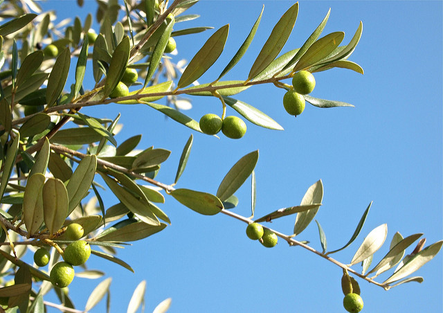Ozonisiertes Olivenöl